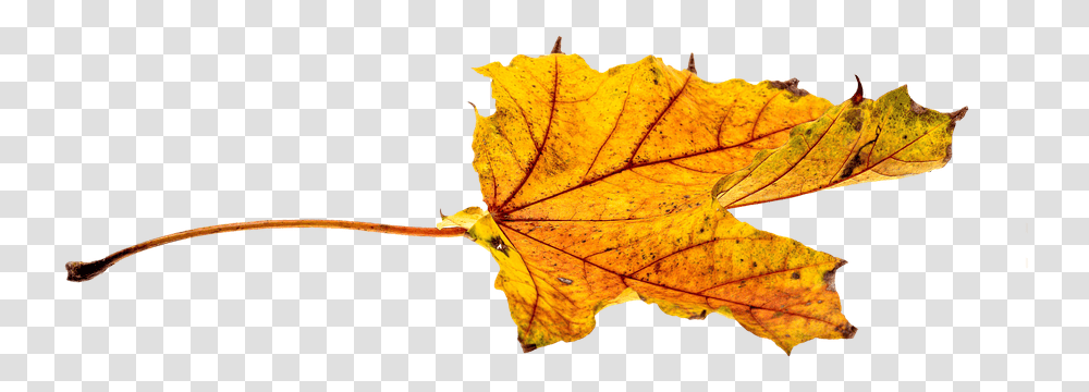 Autumn Leavestransparentpngimagesfreedownload025 Feuille, Leaf, Plant, Tree, Veins Transparent Png