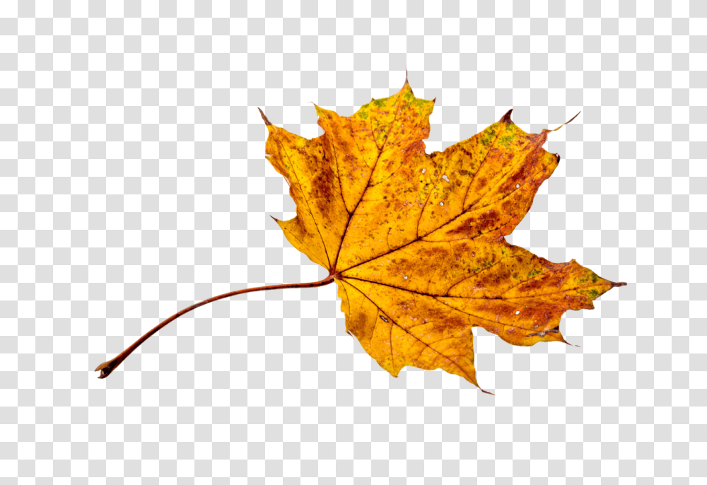 Autumn Leavestransparentpngimagesfreedownload041 Background Autumn Leaves, Leaf, Plant, Tree, Maple Transparent Png