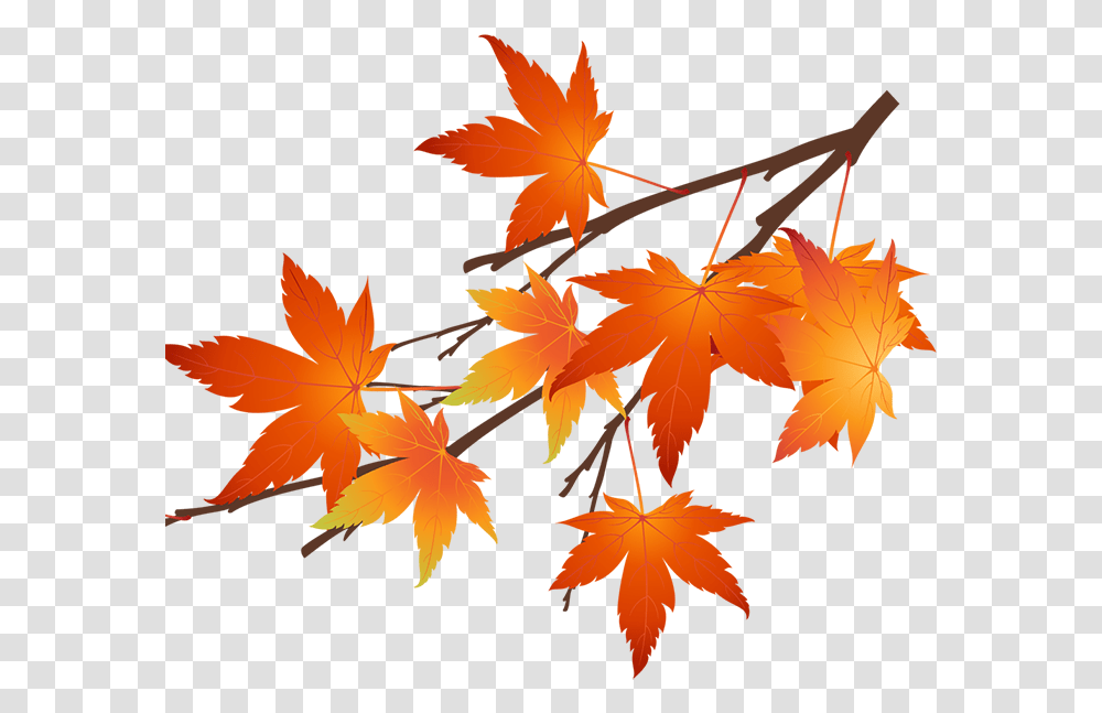 Autumn Maple Leaf, Plant, Tree Transparent Png