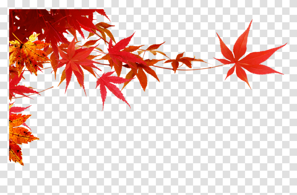 Autumn Maple Leafmaple Branch Download 1350808 Maple Leaf, Plant, Tree Transparent Png