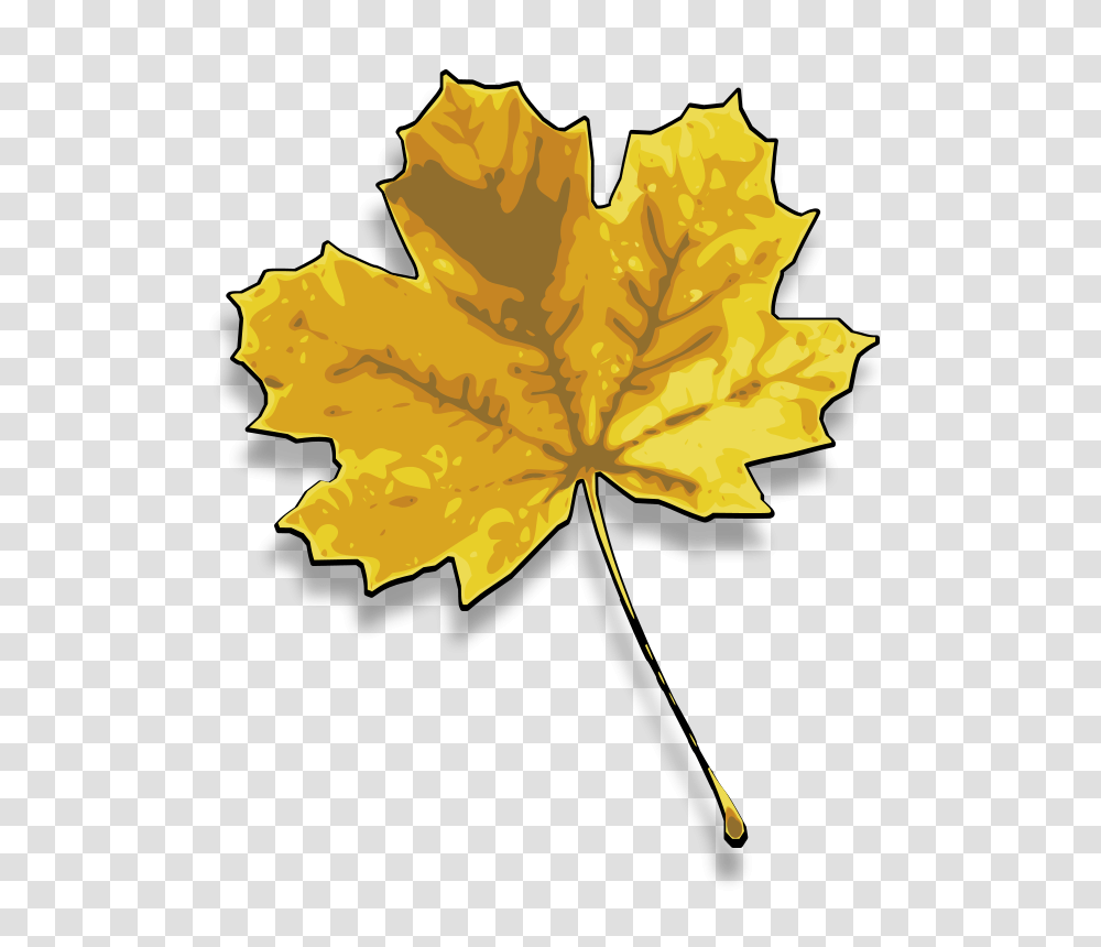 Autumn Maple, Nature, Leaf, Plant, Maple Leaf Transparent Png