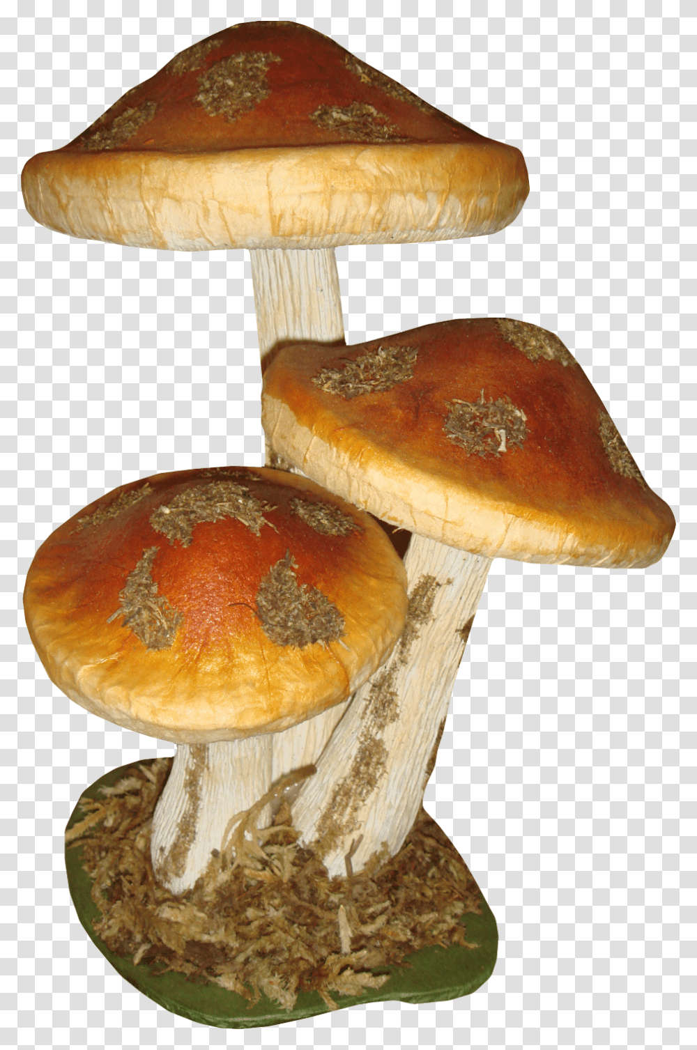 Autumn Mushroom, Plant, Amanita, Agaric, Fungus Transparent Png