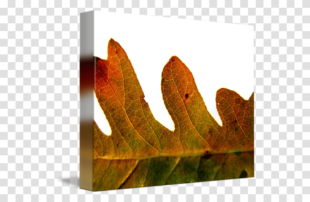 Autumn Oak Leaf By Kristen Fox Plant Pathology, Tree, Veins, Photography, Maple Leaf Transparent Png