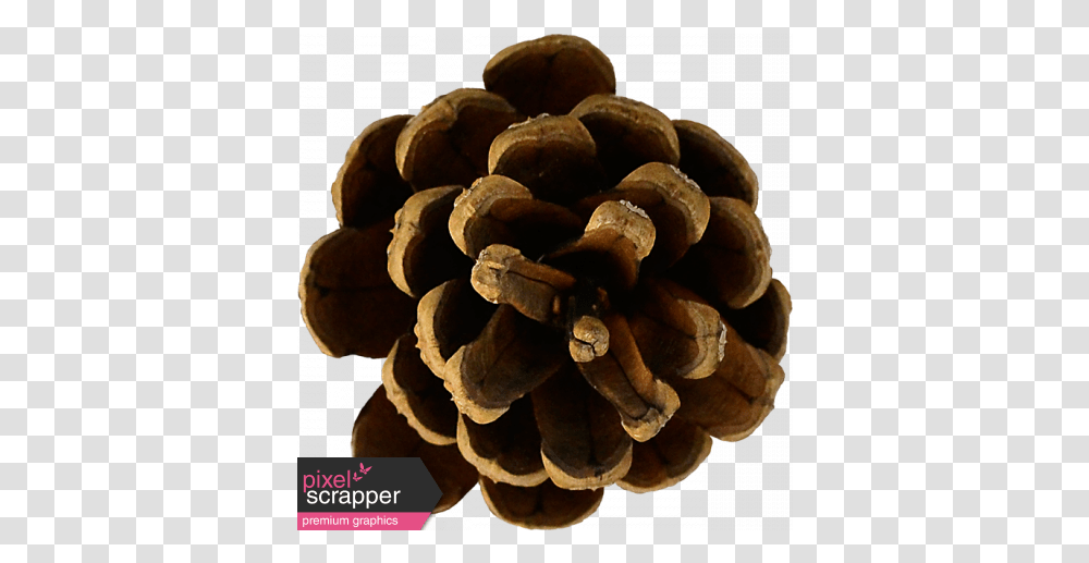 Autumn Pieces Pinecone Graphic By Elif Ahin Pixel Red Pine, Fungus, Plant, Tree, Conifer Transparent Png