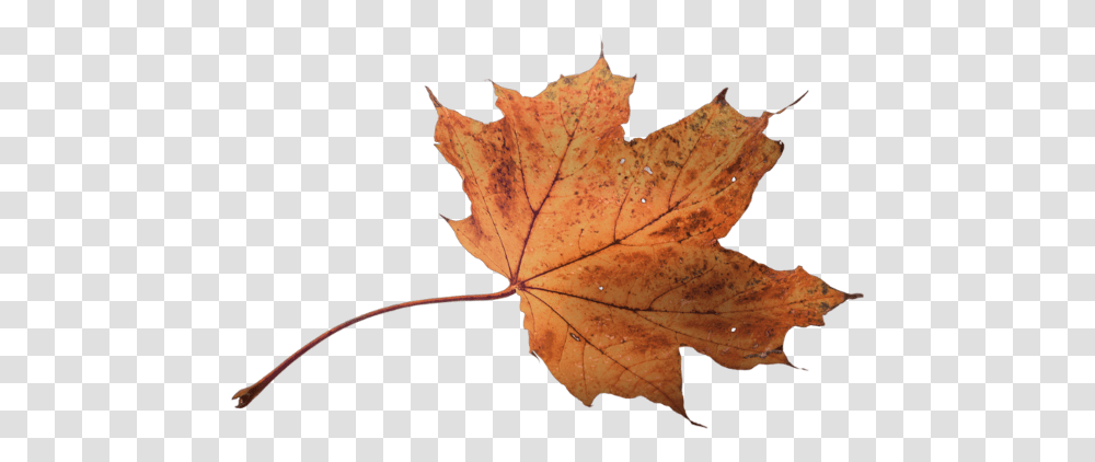 Autumn Pngs, Leaf, Plant, Tree, Maple Transparent Png