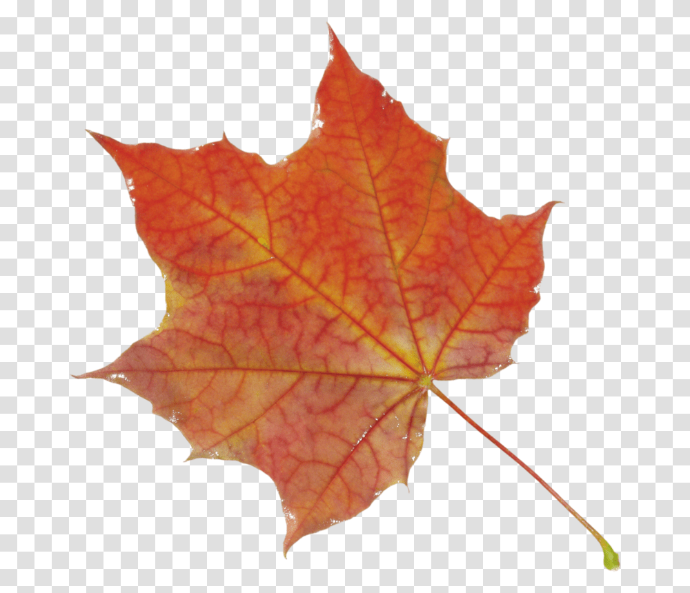 Autumn Pngs, Leaf, Plant, Tree, Maple Transparent Png