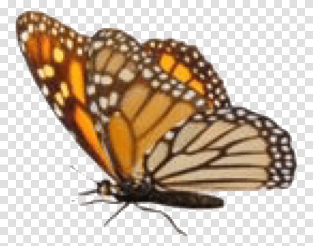 Autumn Pngs Monarch Butterfly, Insect, Invertebrate, Animal Transparent Png