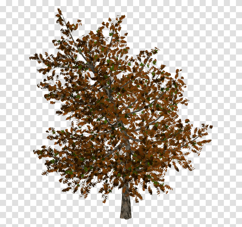 Autumn Pngs, Tree, Plant, Ornament, Nature Transparent Png