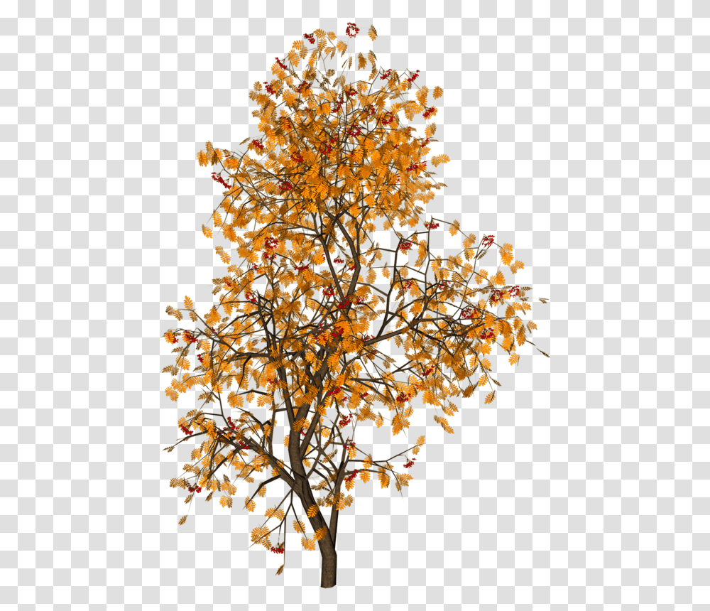 Autumn Psd, Tree, Plant, Leaf, Maple Transparent Png