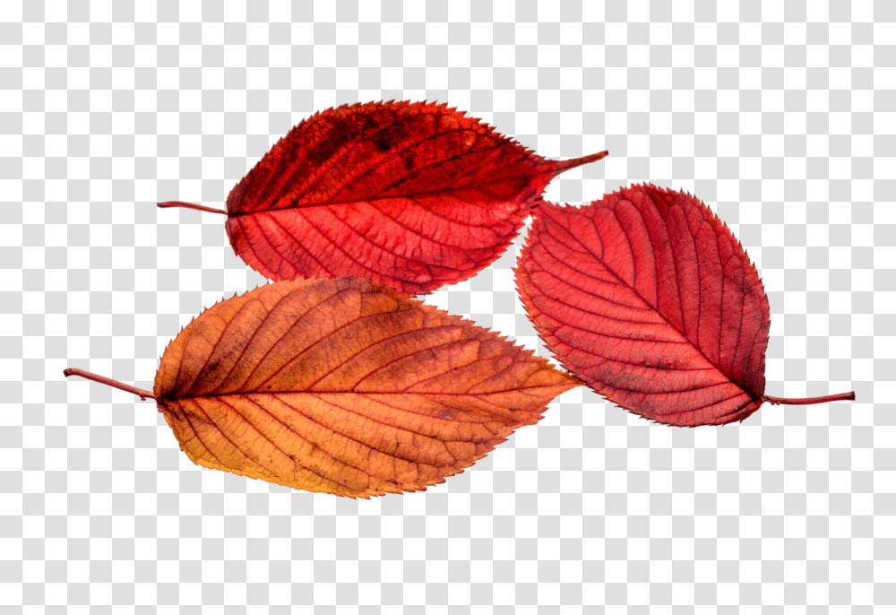 Autumn Red Leaf, Veins, Plant Transparent Png