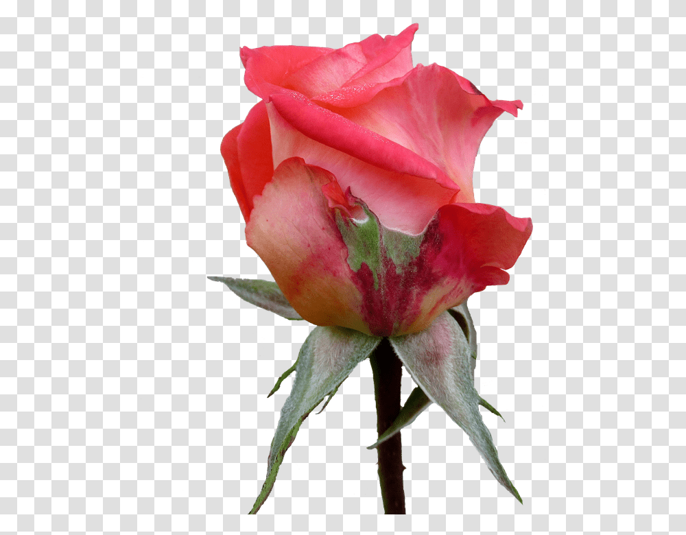 Autumn Rose Bud Garden Roses, Flower, Plant, Blossom, Sprout Transparent Png