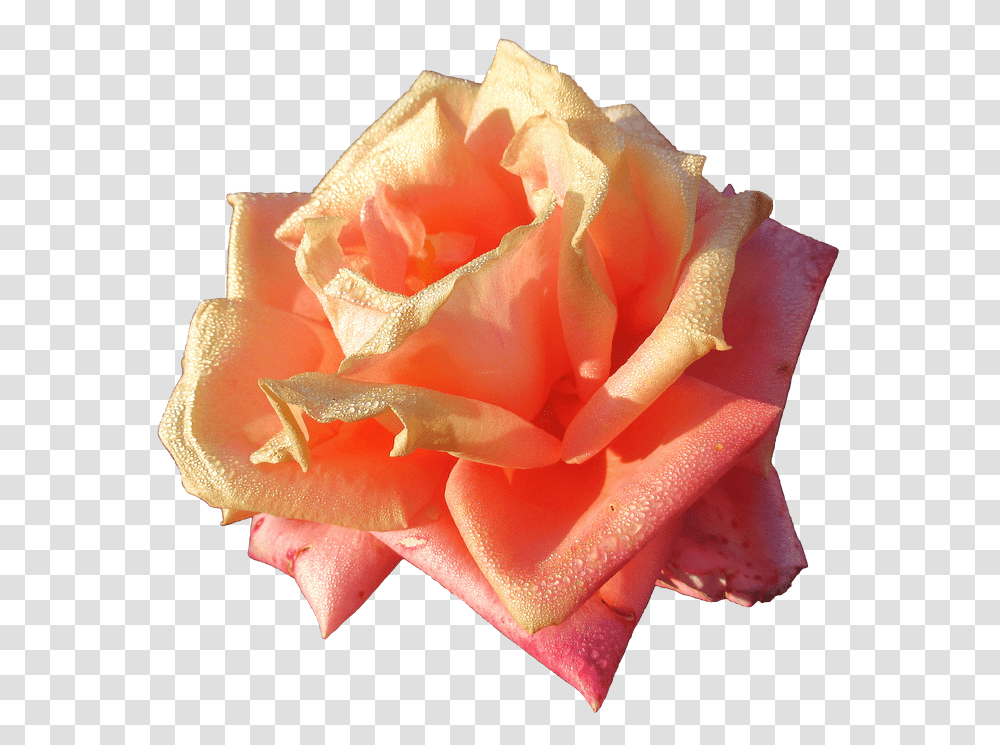 Autumn Rose Color Garden Roses, Flower, Plant, Blossom Transparent Png