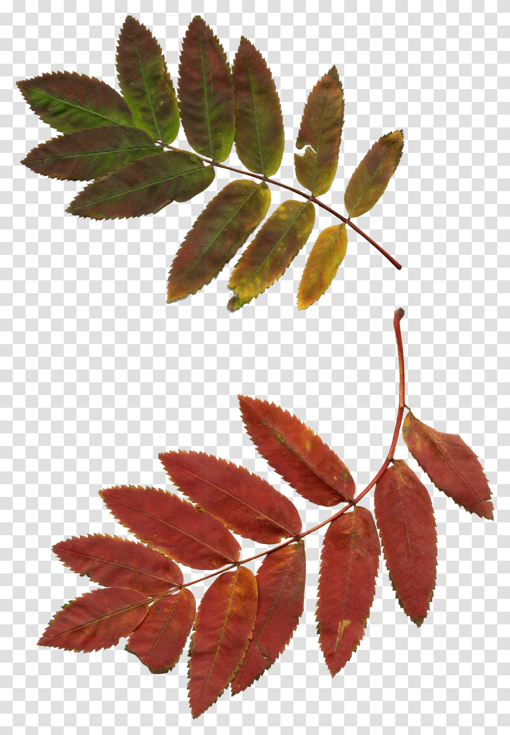 Autumn Rowan Transparent Png