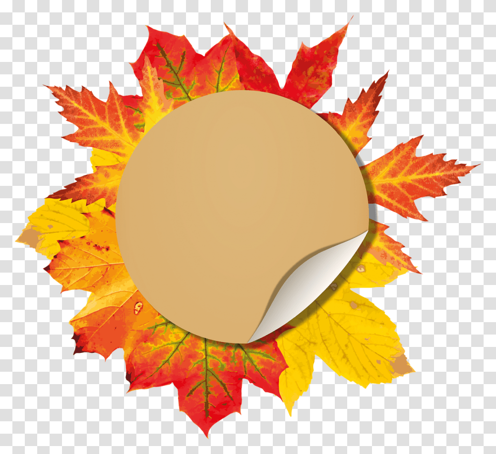 Autumn Special Offer, Leaf, Plant, Tree, Maple Transparent Png