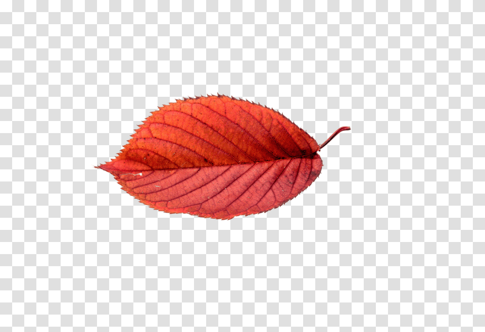 Autumn Sun Autumn Leaves Real, Veins, Leaf, Plant,  Transparent Png