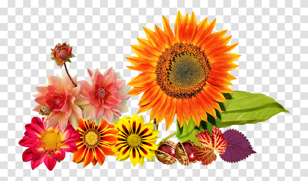 Autumn Sunflower Colours Fall Flowers Clip Art, Plant, Blossom, Dahlia, Daisy Transparent Png