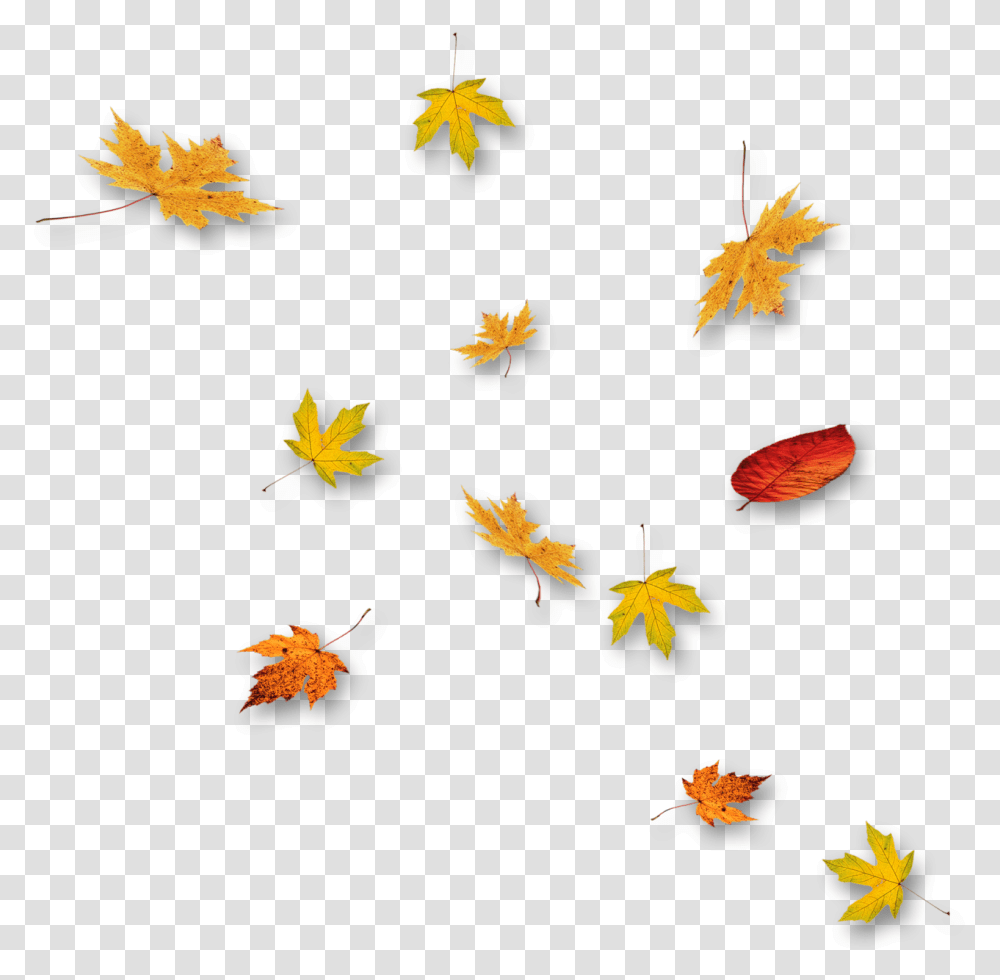Autumn, Leaf, Plant Transparent Png