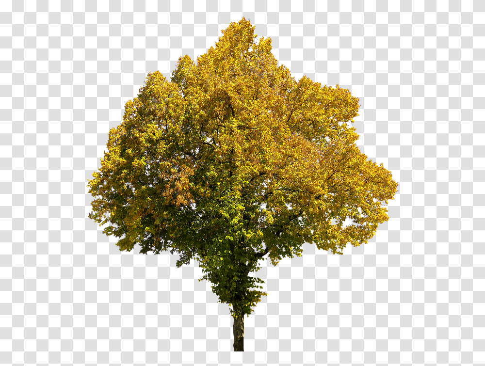 Autumn Time Of Year Tree Leaves Isolated Fall Tree Background, Plant, Maple, Leaf, Tree Trunk Transparent Png
