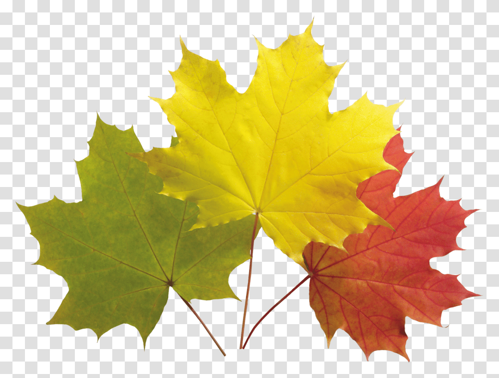 Autumn Transparent Png