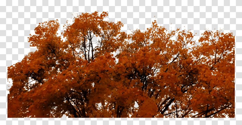 Autumn Tree Autumn, Plant, Maple, Leaf, Outdoors Transparent Png