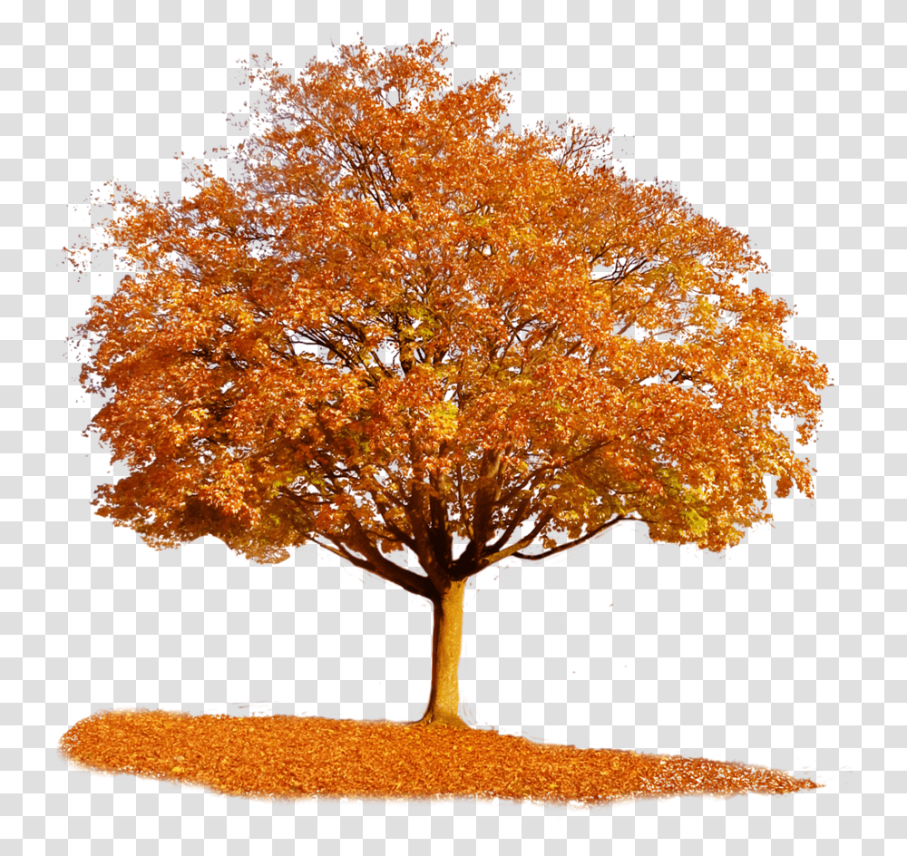 Autumn Tree Autumn Tree, Plant, Maple, Tree Trunk Transparent Png