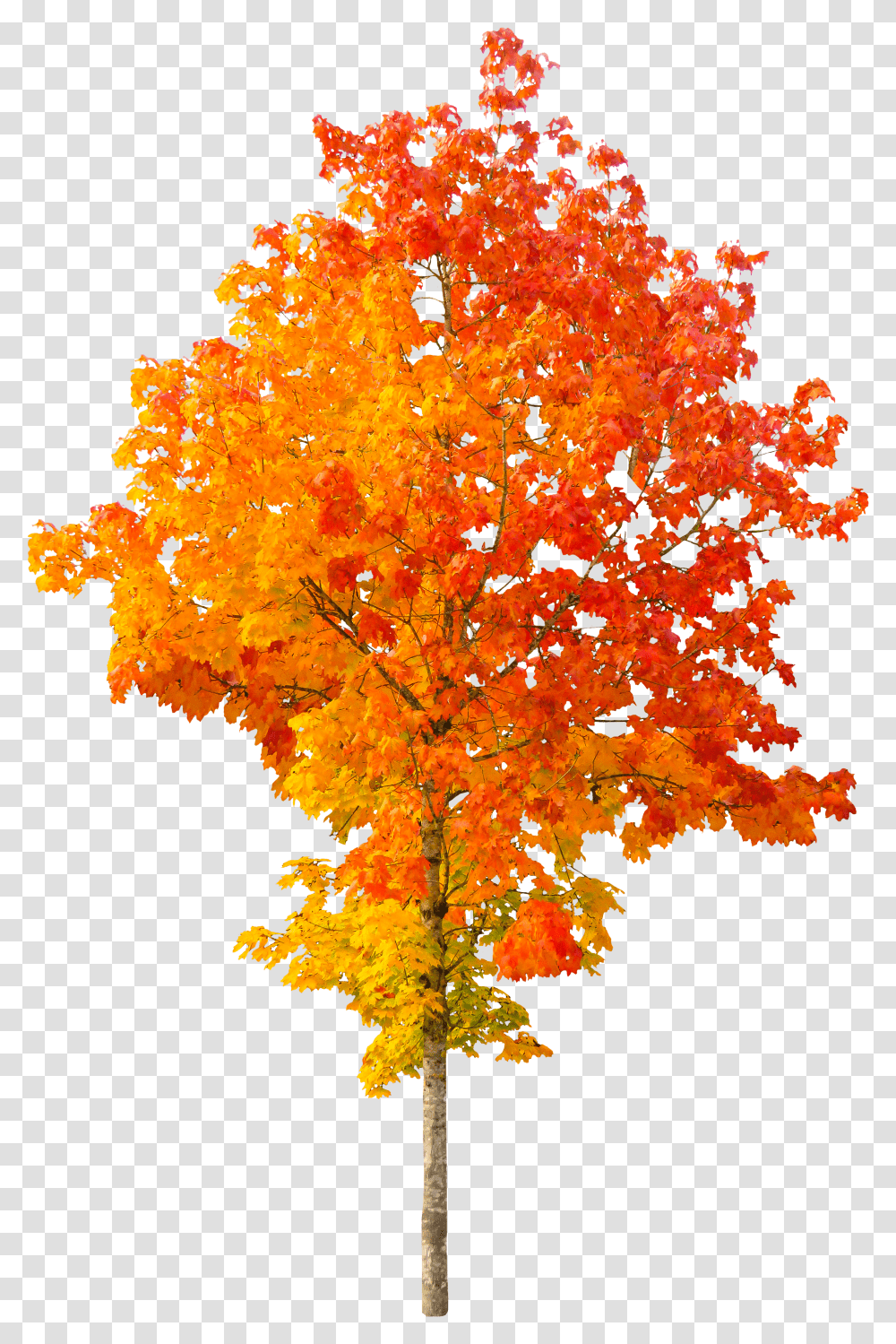 Autumn Tree Background Transparent Png