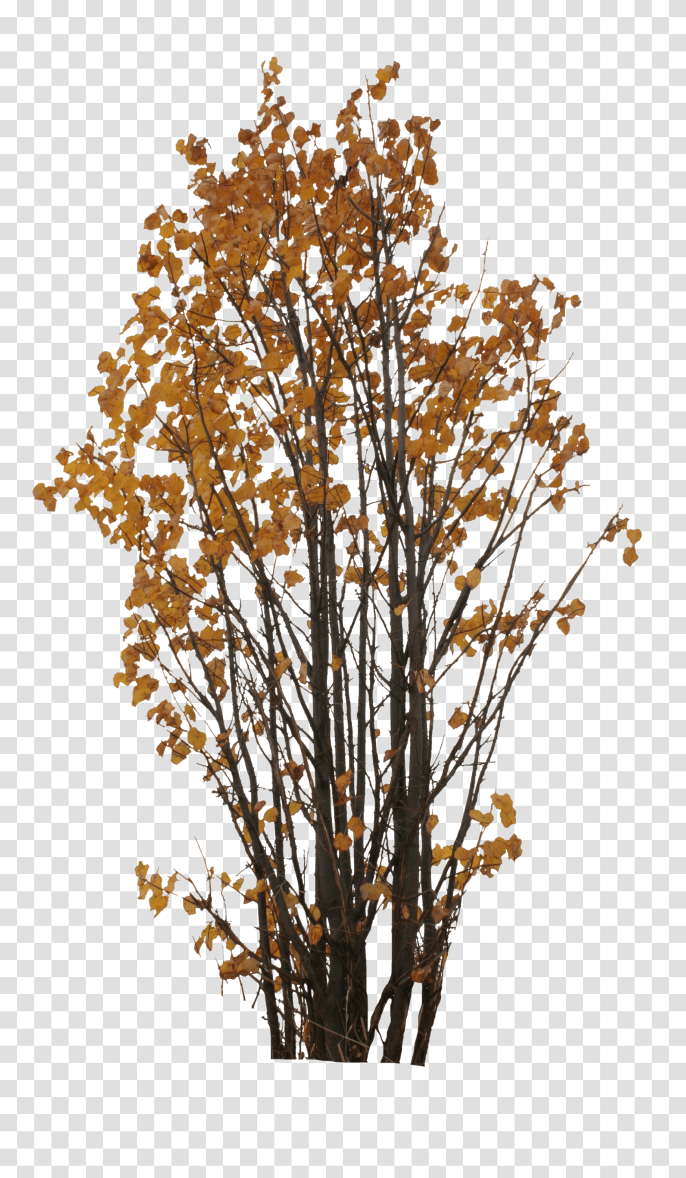 Autumn Tree Clipart Free Download Portable Network Graphics Transparent Png