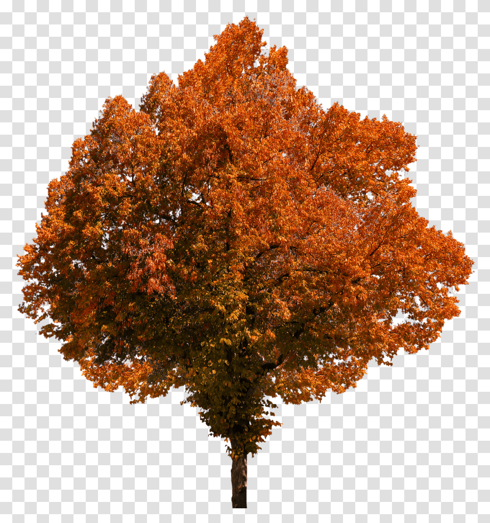 Autumn Tree Fall Tree Background Fall Trees, Plant, Maple, Fungus Transparent Png