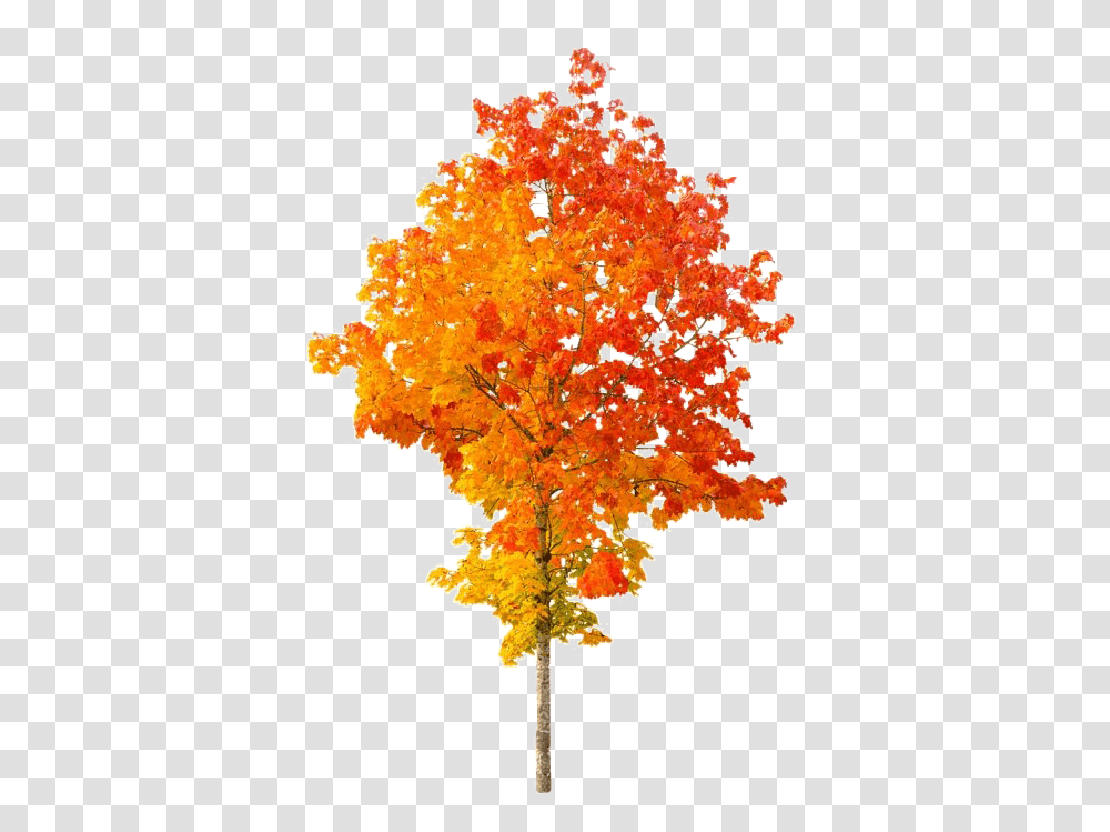 Autumn Tree File Mart Background Autumn Tree, Plant, Maple, Christmas Tree, Ornament Transparent Png