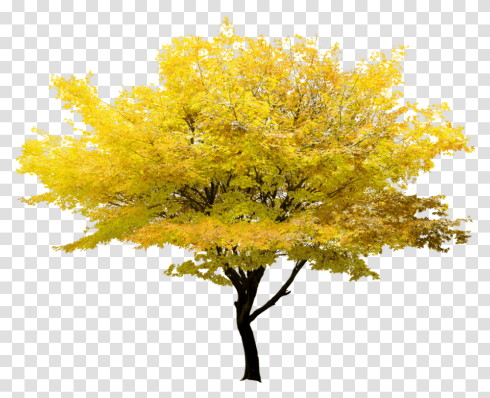 Autumn Tree Flower Tree Background, Maple, Plant, Leaf Transparent Png