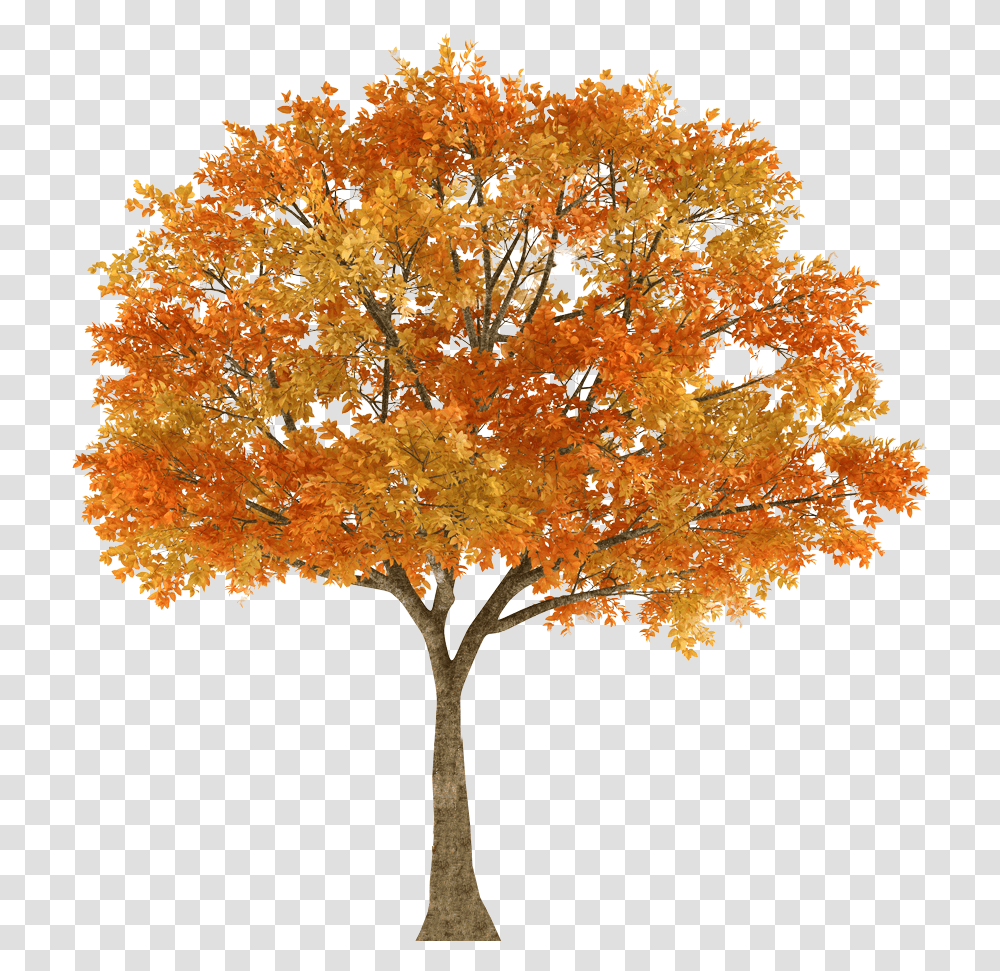 Autumn Tree Maple Oak Branch Fall Trees, Plant Transparent Png