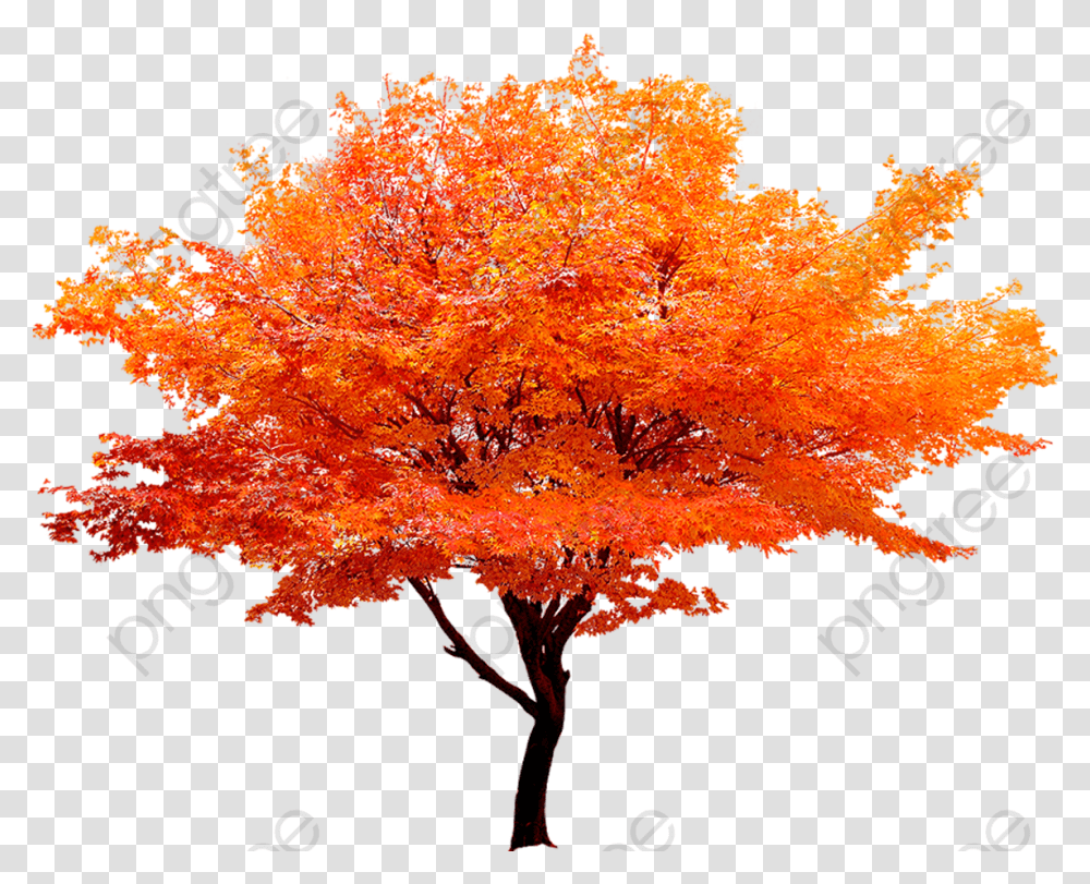 Autumn Tree, Plant, Maple, Leaf, Flower Transparent Png