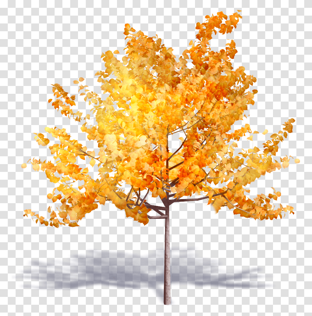 Autumn Tree, Plant, Maple, Leaf, Fungus Transparent Png