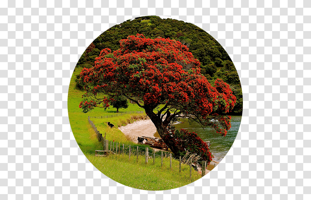 Autumn, Tree, Plant, Maple, Painting Transparent Png