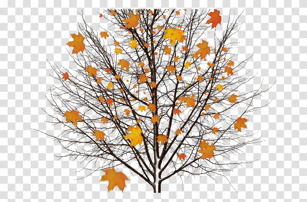 Autumn Tree With Leaves Isolated Object Mensagem De Yla Fernandes De Boa Noite, Leaf, Plant, Christmas Tree, Ornament Transparent Png