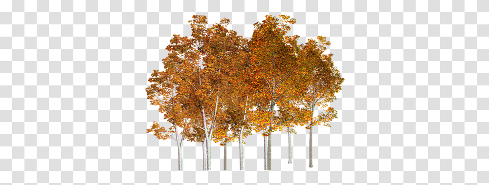 Autumn Trees 4 Image Autumn Tree Birch, Plant, Maple, Chandelier, Vegetation Transparent Png