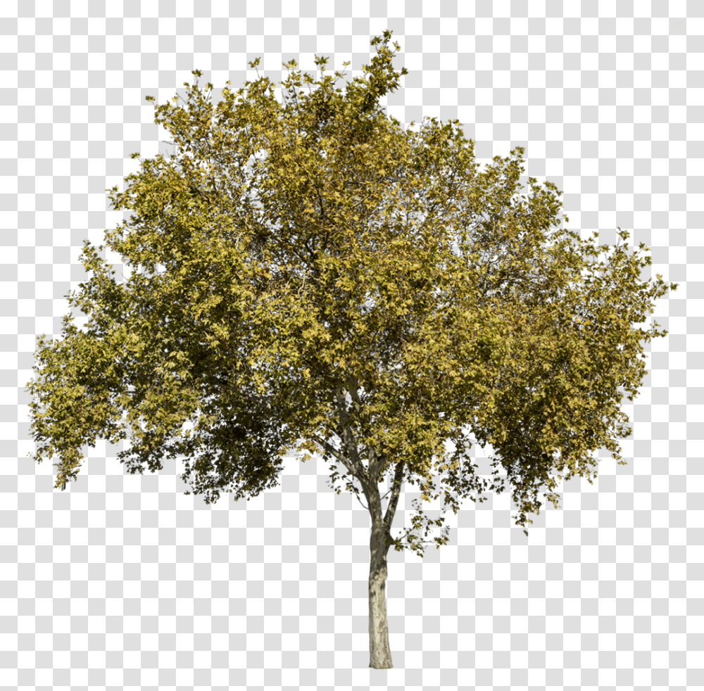 Autumn Trees Platanus Occidentalis, Plant, Maple, Oak, Tree Trunk Transparent Png