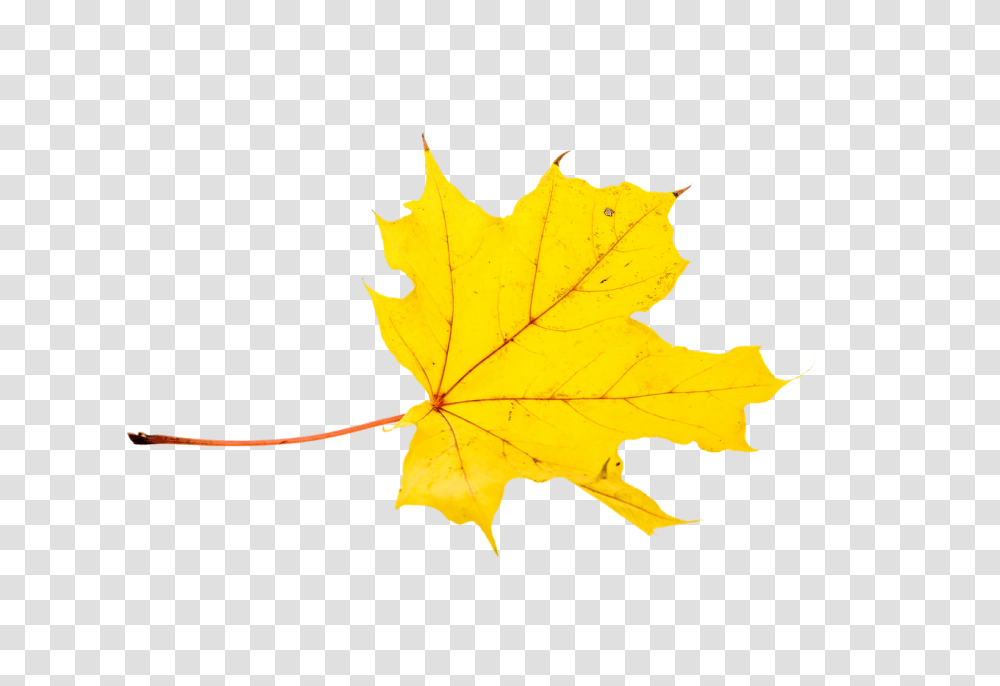 Autumn Yellow Leaf Fall Maple Leaves Need To Vent To Someone Quotes, Plant, Tree, Maple Leaf Transparent Png