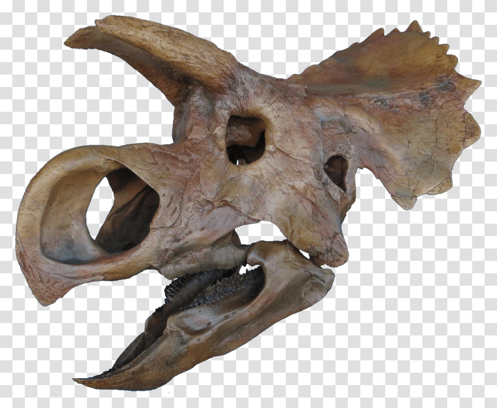 Ava Skull Done Clean Copy Ava Dinosaur, Soil, Hole, Fossil, Archaeology Transparent Png