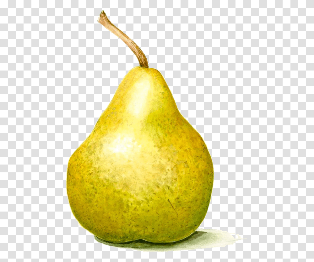 Avacado Clipart Photography Still Life Pear, Fruit, Plant, Food Transparent Png