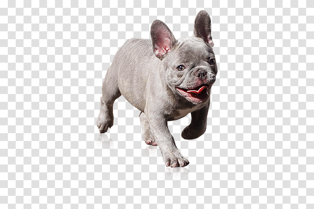 Available Puppies Westcoastt Animal Figure, French Bulldog, Pet, Canine, Mammal Transparent Png