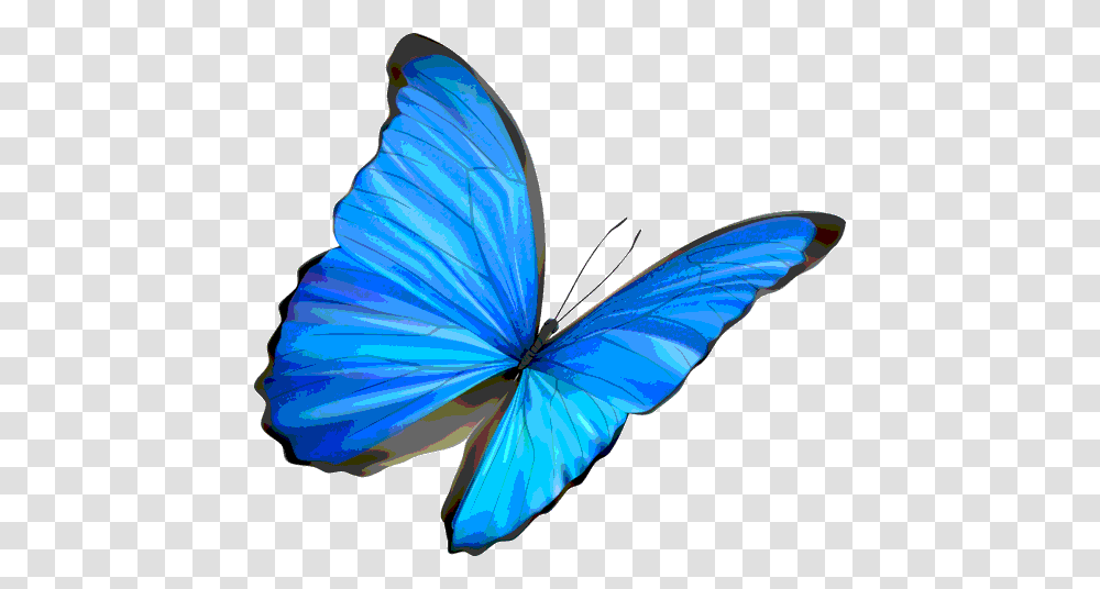 Avatan Plus, Bird, Animal, Butterfly, Insect Transparent Png