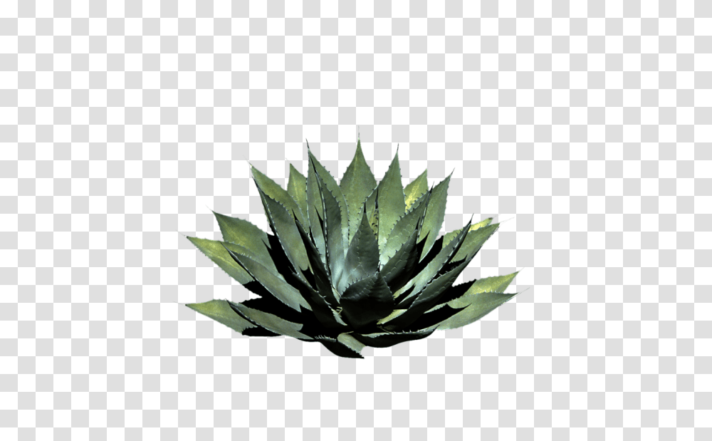 Avatan Plus, Plant, Aloe, Leaf Transparent Png