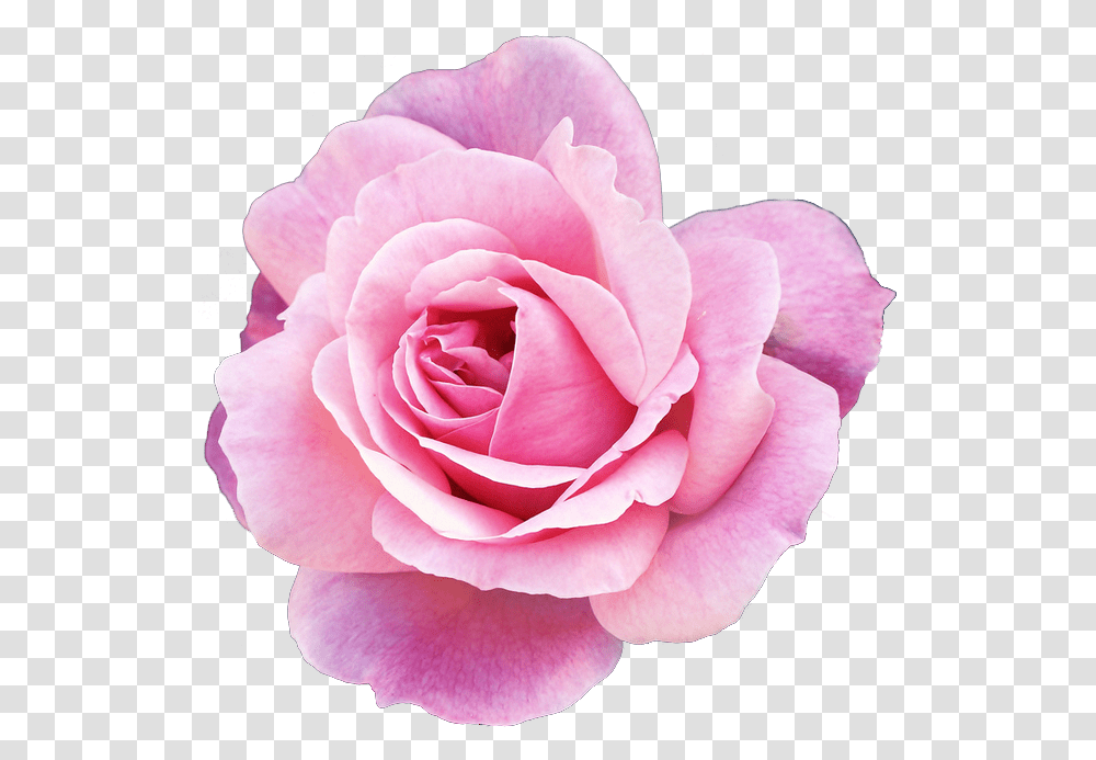 Avatar Flowers Pink Flowers Tumblr, Plant, Rose, Blossom, Petal Transparent Png