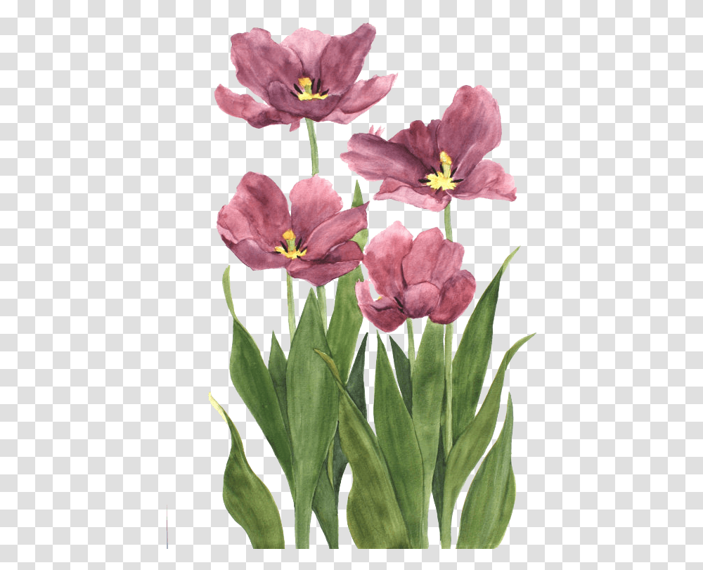 Avatar, Plant, Flower, Blossom, Rose Transparent Png