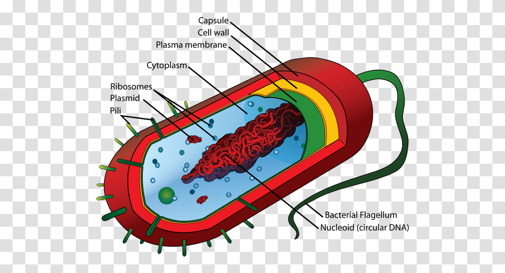 Average Prokaryote Cell En Structure Of Bacteria, Bottle, Beverage, Drink, Alcohol Transparent Png
