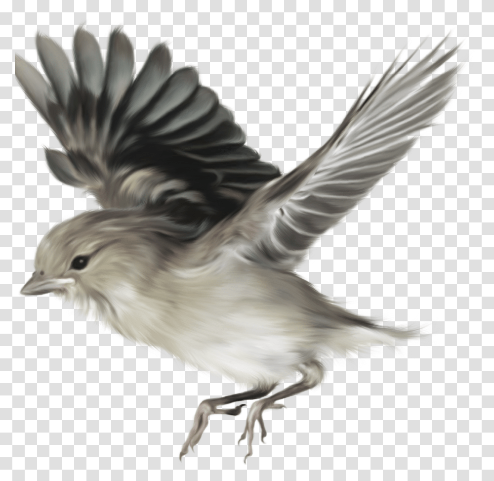 Aves 24 Taringa Darwinquots Origin Of Species Bird Flying, Animal, Jay, Chicken, Poultry Transparent Png