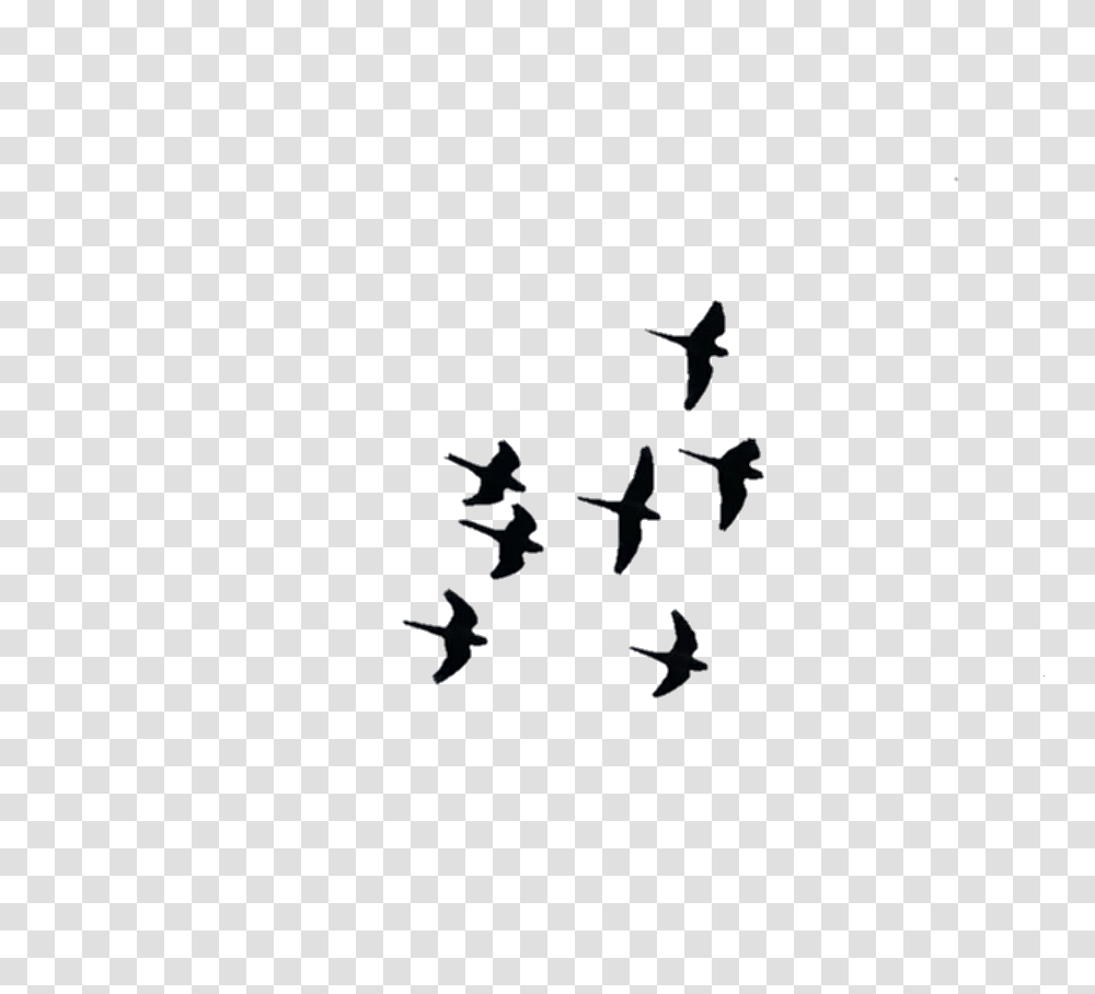 Aves Birds Volar Fly Wings Alas, Nature, Outdoors, Outer Space, Astronomy Transparent Png