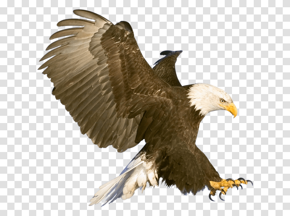 Aves Free Background Eagle In Flight, Bird, Animal, Bald Eagle, Kite Bird Transparent Png