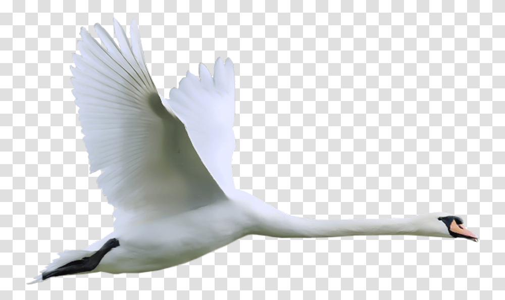 Aves Gif, Bird, Animal, Swan, Waterfowl Transparent Png